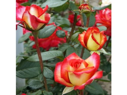 Rosa%20Ritterthurm02