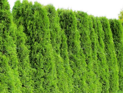 Thuja%20occ%20Smaragd%20022