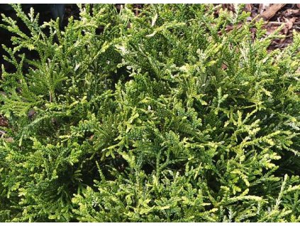 Thujopsis dolobrata 01