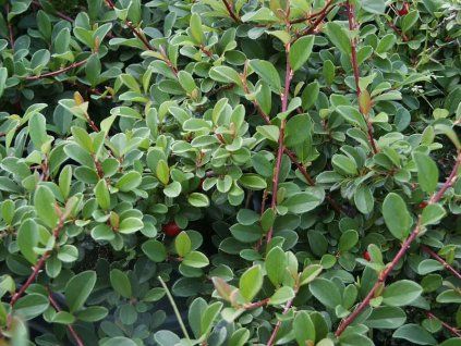 Cotoneaster%20dammerii%20Eichholz