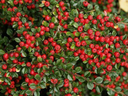 Cotoneaster%20horizontalis01
