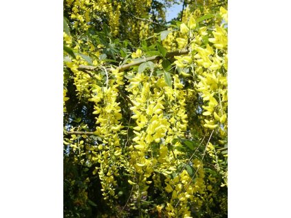 Laburnum%20Vossii