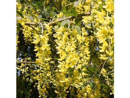 Laburnum Vossii 01