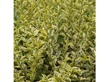 Ligustrum ovalifolium Aureum