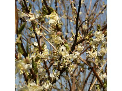 Lonicera fragrantissima 01