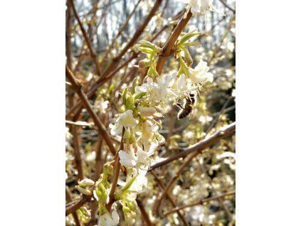 Lonicera%20fragrantissima%2005