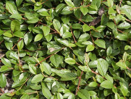 Cotoneaster%20dammeri%20Major01