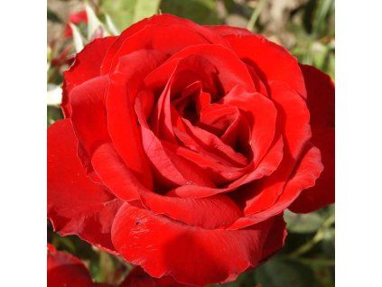 Rosa%20LiliMarlen%2001