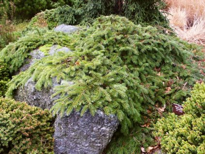 Picea%20abies%20Formanek%2001