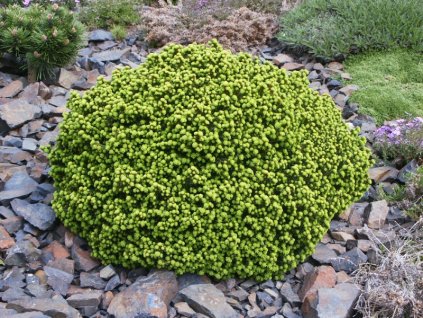 Picea%20abies%20LittleGem%2002