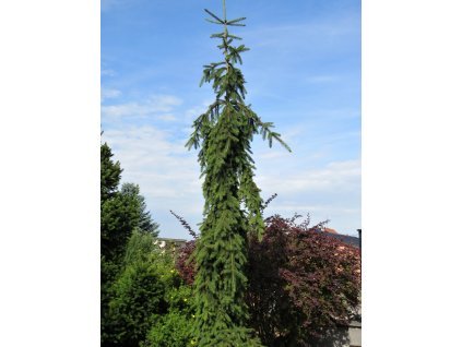 Picea%20abies%20Rothenhaus%2002