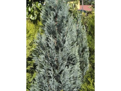 Cham%20lawsoniana%20Columnaris