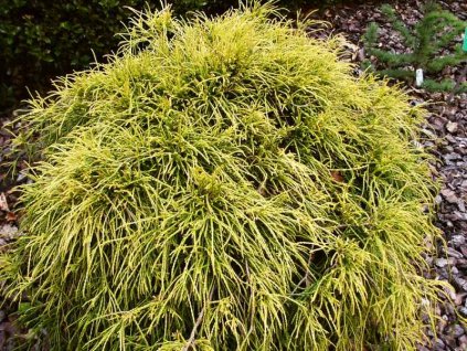 Cham%20pisifera%20Sungold%2001