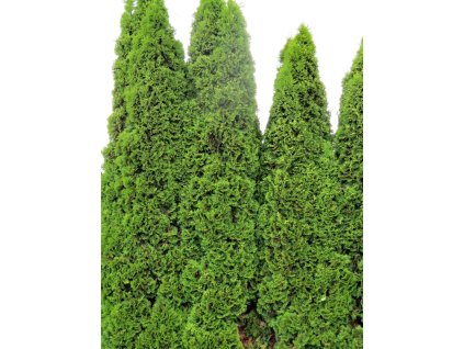 Thuja%20occ%20Malonyana%20031