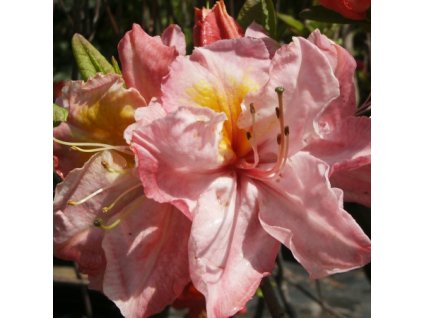 Azalea%20Cecile02