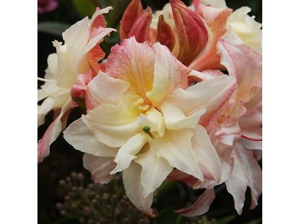 Azalea%20Canonns%20Double