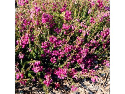 Erica%20cinerea%20Patrick
