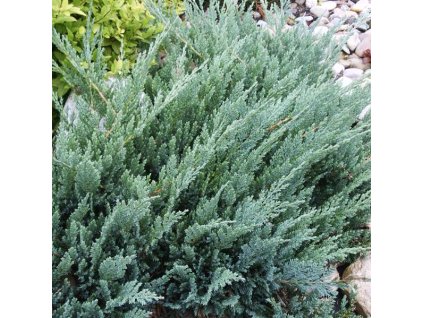 Juniperus%20horizontalis%20Blue%20Moon