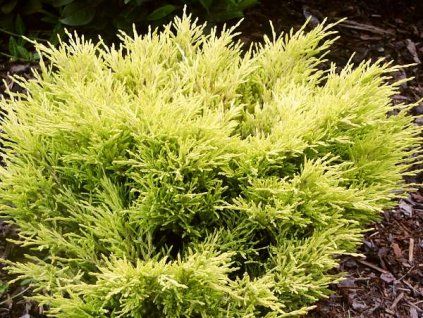 Juniperus%20horizontalis%20Lime%20Glow