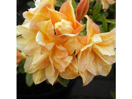 Azalea%20Csardas