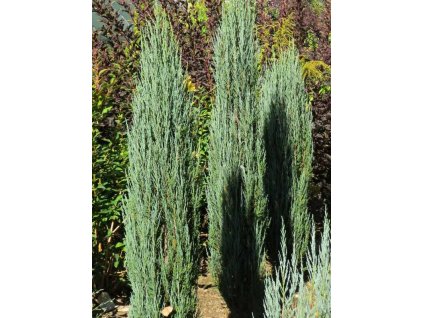 Juniperus%20scopulorum%20Blue%20Arow%2001