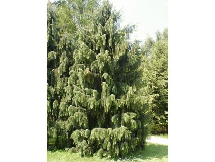 Picea%20breweriana%2001