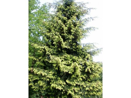 Picea%20orientalis%20Aureospicata%2001