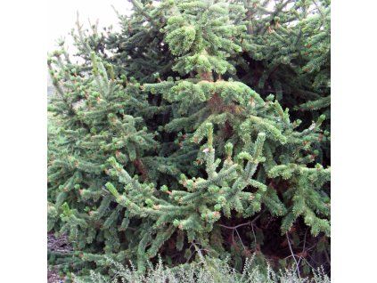 Pinus aristata 1 1