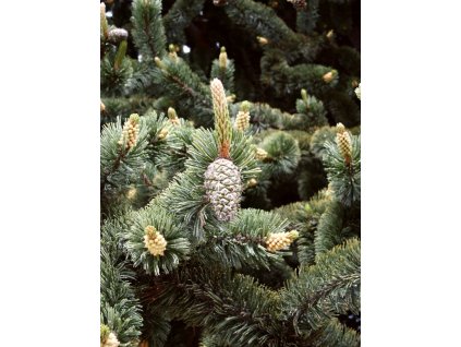 Pinus%20aristata%2002