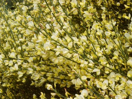 Cytisus%20praecox%20Allgold