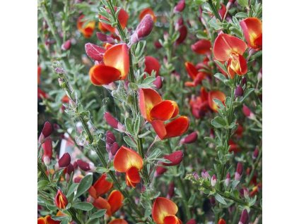 Cytisus%20scoparius%20Lena