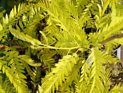 Gleditsia%20triacanthos%20Sunburst%202