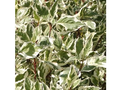 Cornus%20alba%20Elegantissima%2002