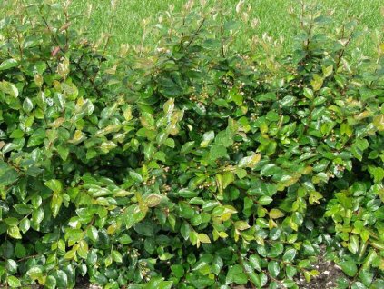 Cotoneaster%20lucidus
