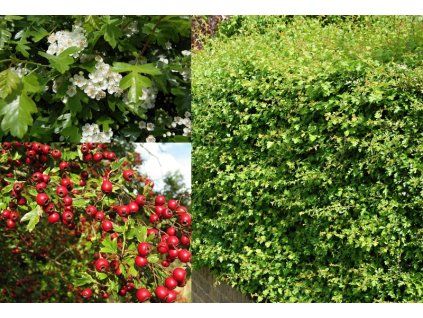 Crataegus%20monogyna