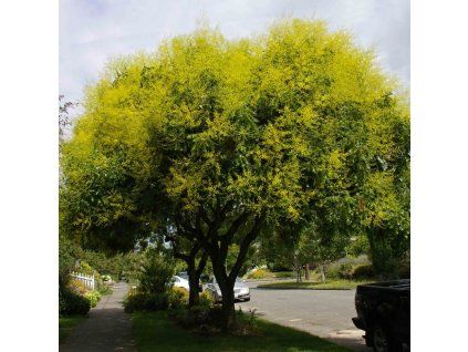 Koelreuteria%20paniculata