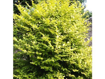 Ligustrum%20vicaryi%2001
