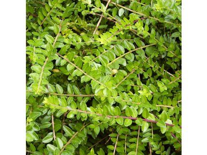 Lonicera%20nitida%20Maygreen