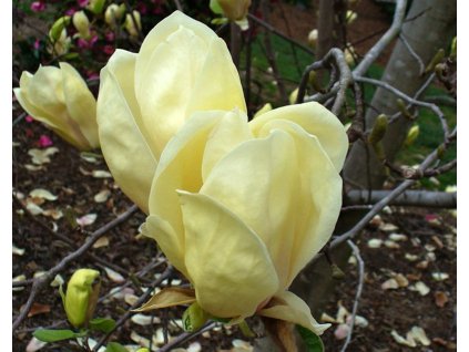 Magnolia%20x%20Yellow%20Latern