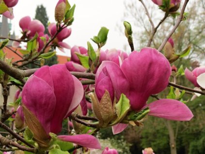 Magnolia%20Lenei%2002