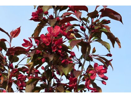 Malus%20hybr%20Roalty01