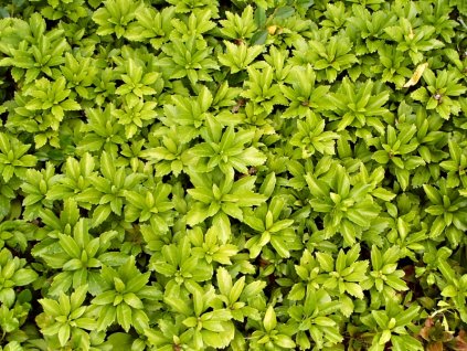 Pachysandra%20terminalis%2001