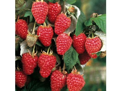 Rubus%20idaeus%20Heritage