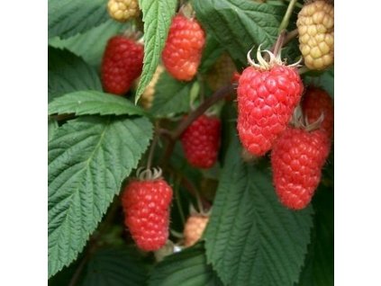 Rubus idaeus Tulameen1m