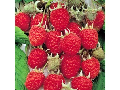 Rubus%20idaeus%20Zeva