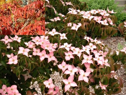 Cornus%20kousa%20Beni%20Fuji