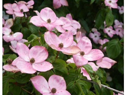 Cornus%20kousa%20Satomi
