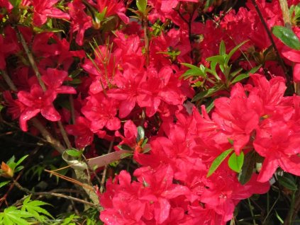 Azalea%20Kromeriz%2001