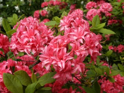 Azalea%20KH%20Homebush%2001