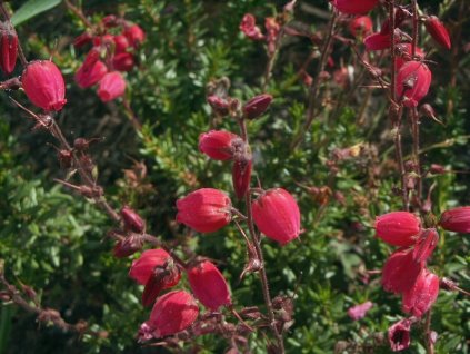 Daboecia%20Valey%20s%20Red%2001